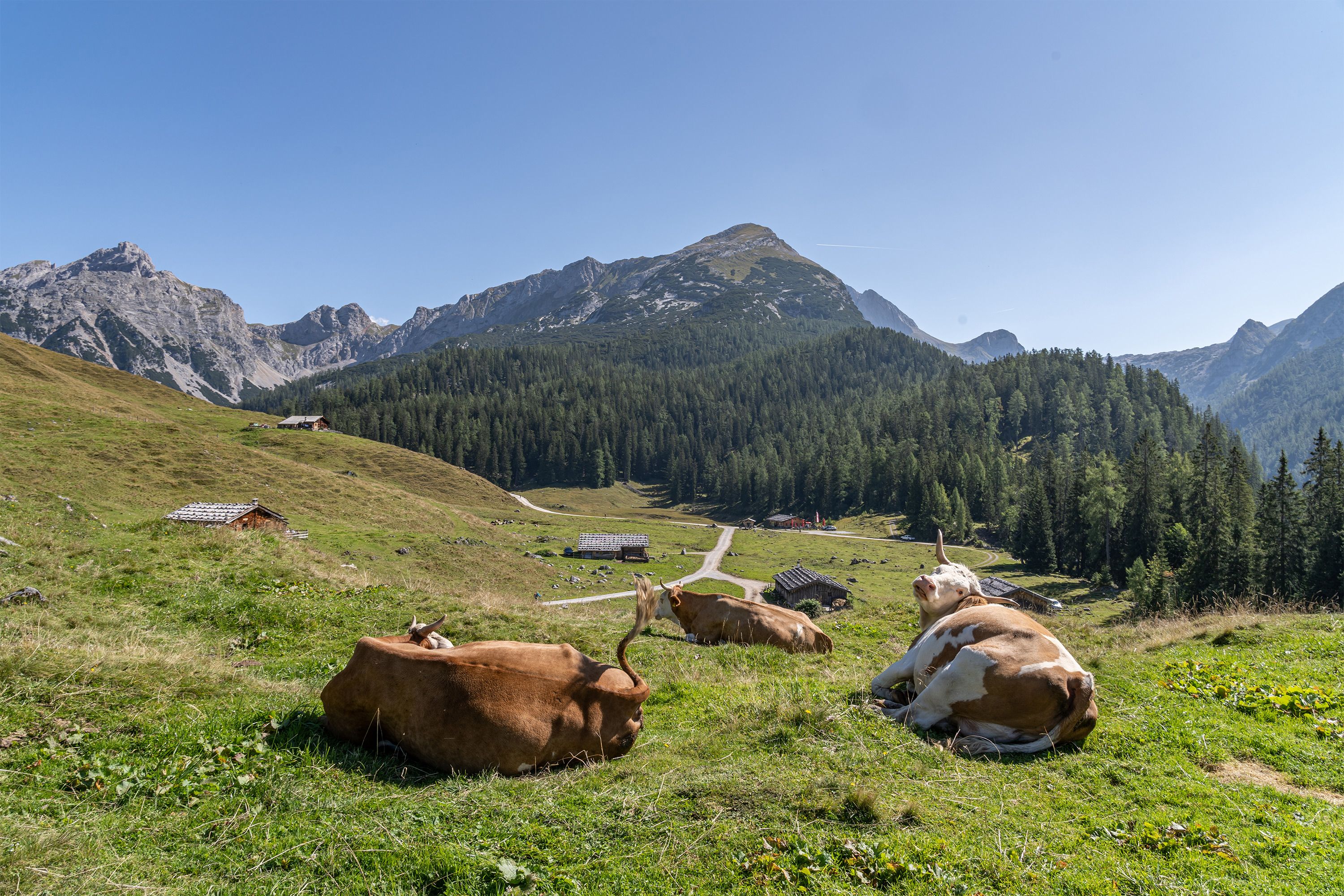 Kühe auf der Kallbrunnalm
