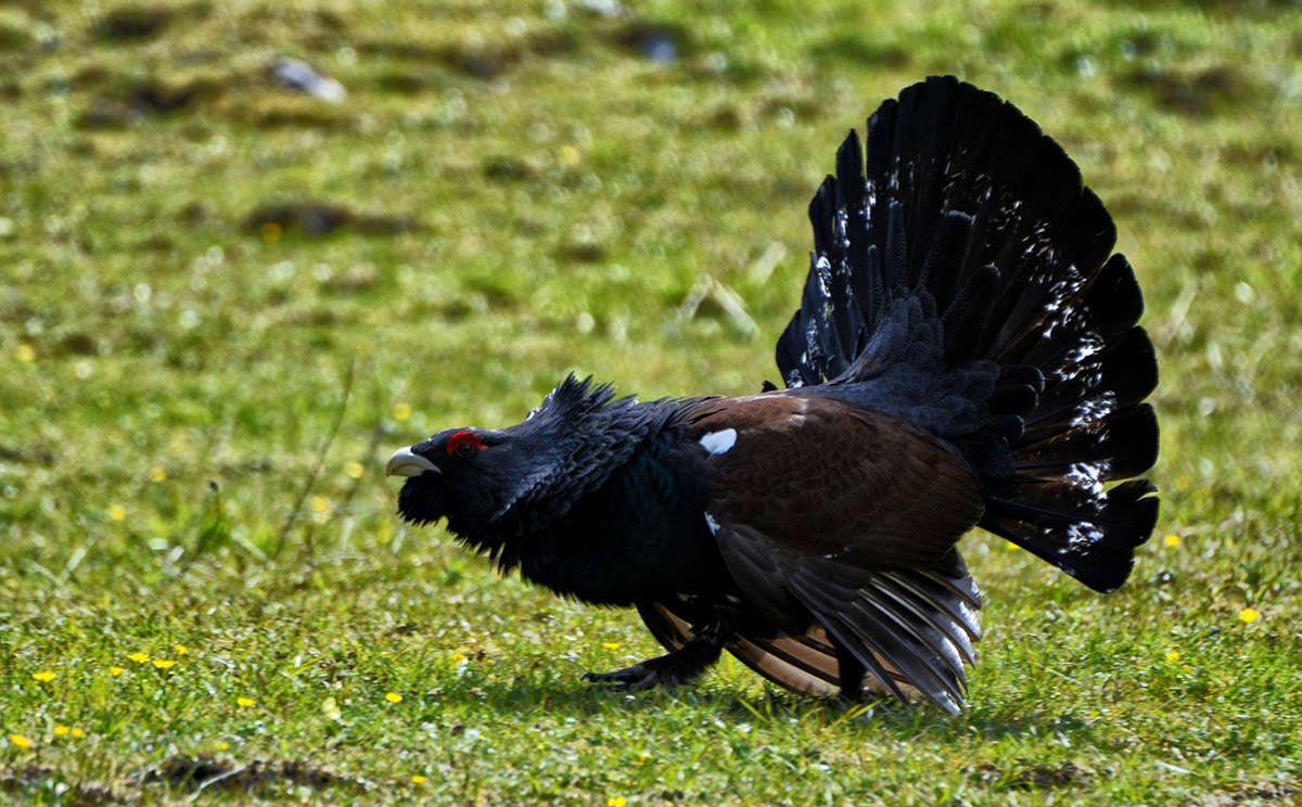 Ein balzender Auerhahn im Nationalpark Berchtesgaden