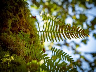 Bild zu Naturgestütztes Achtsamkeitstraining für Seniorinnen und Senioren