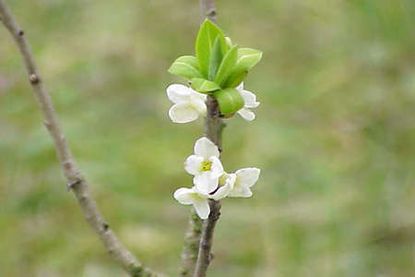 Der Gewöhnliche Seidelbast