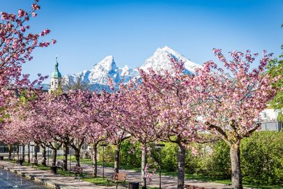 Kirschblüte im Kurgarten Berchtesgaden