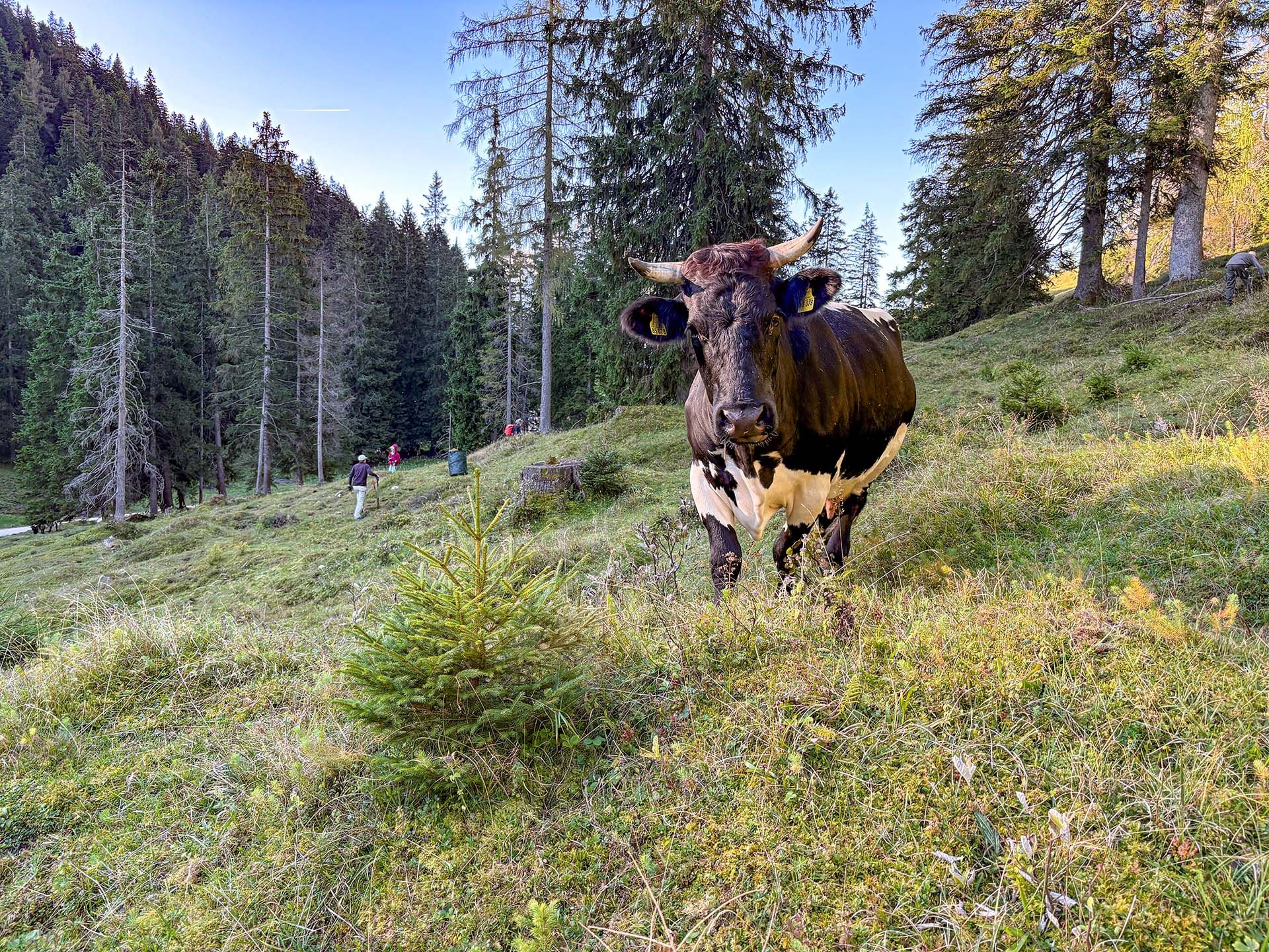 Bild zu Freiwilligeneinsatz Schwenden auf der Steiner Alm