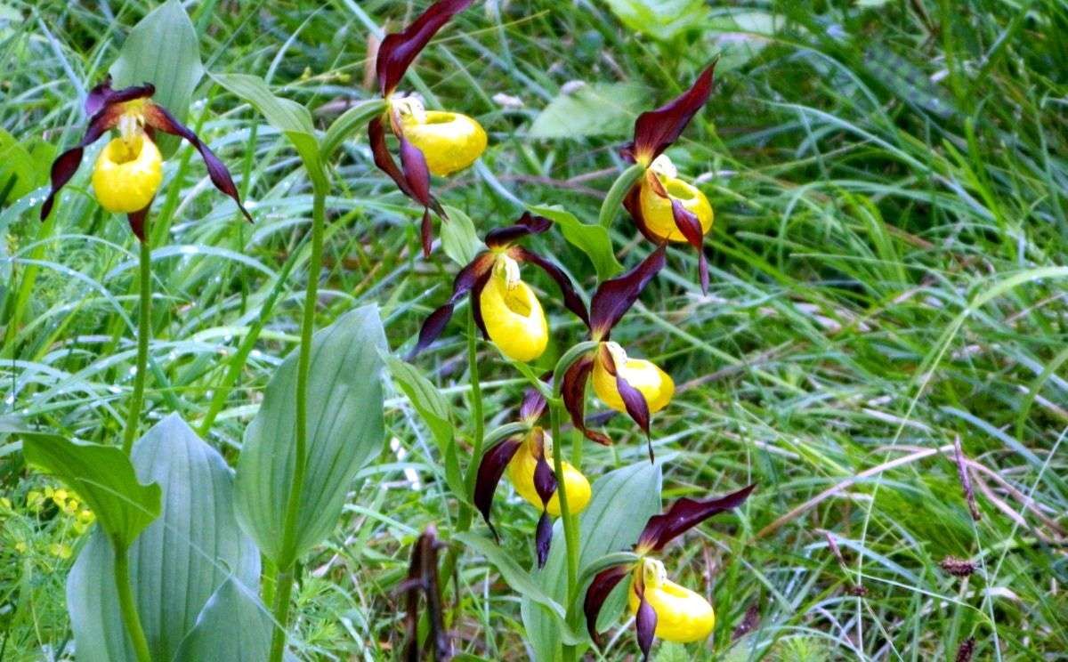 Frauenschuh im Klausbachtal 