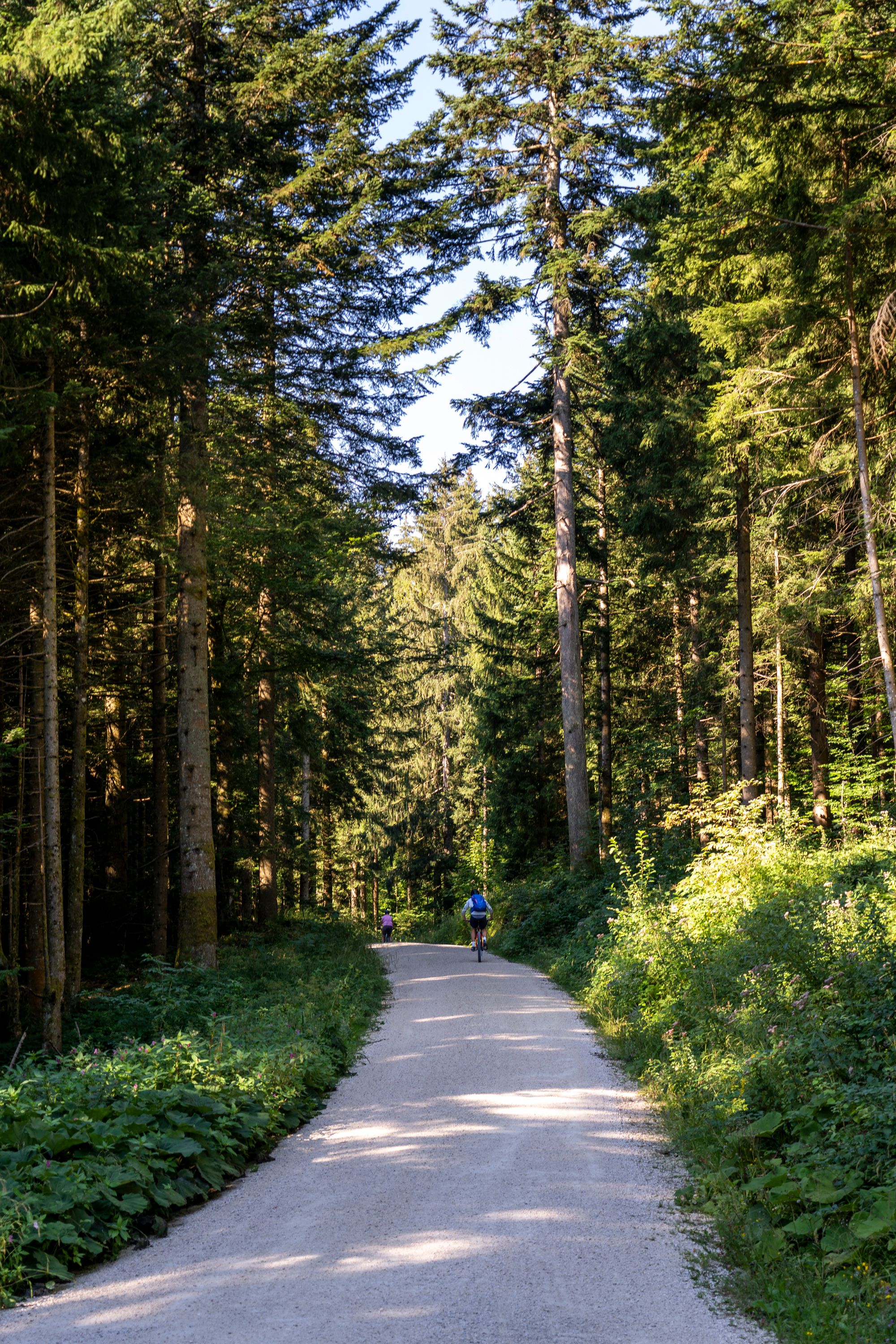 Mit dem Mountainbike in den Wäldern am Teisenberg unterwegs