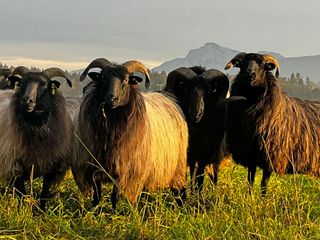 Bild zu Regionale Wertschöpfung, Weidelandschaft und Artenvielfalt