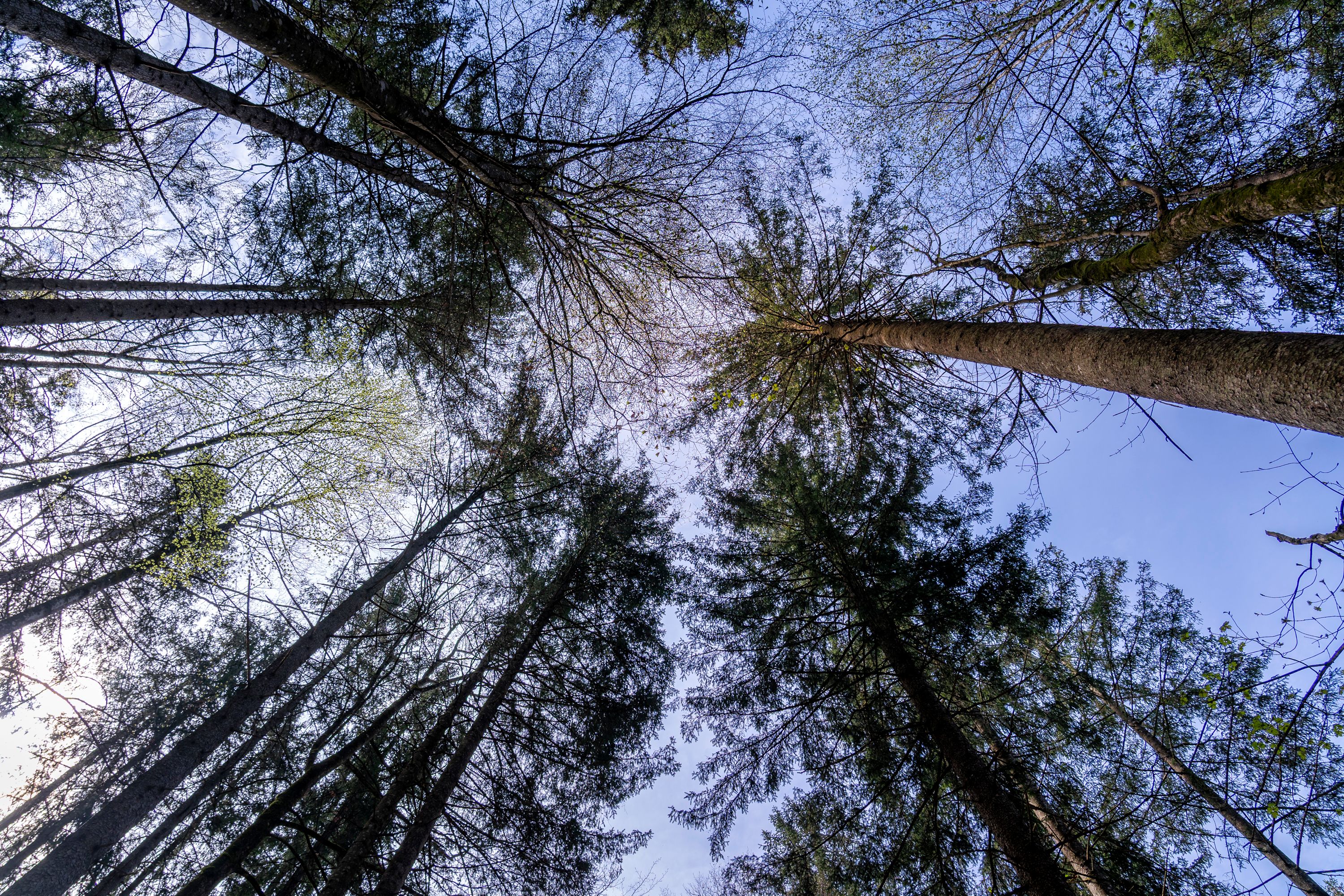 Durch den Wald am Königssee