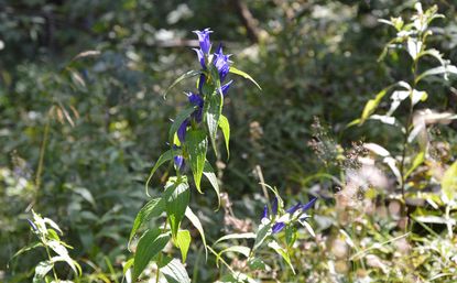 Schwalbenwurz-Enzian: Herbstbote im Nationalpark Berchtesgaden