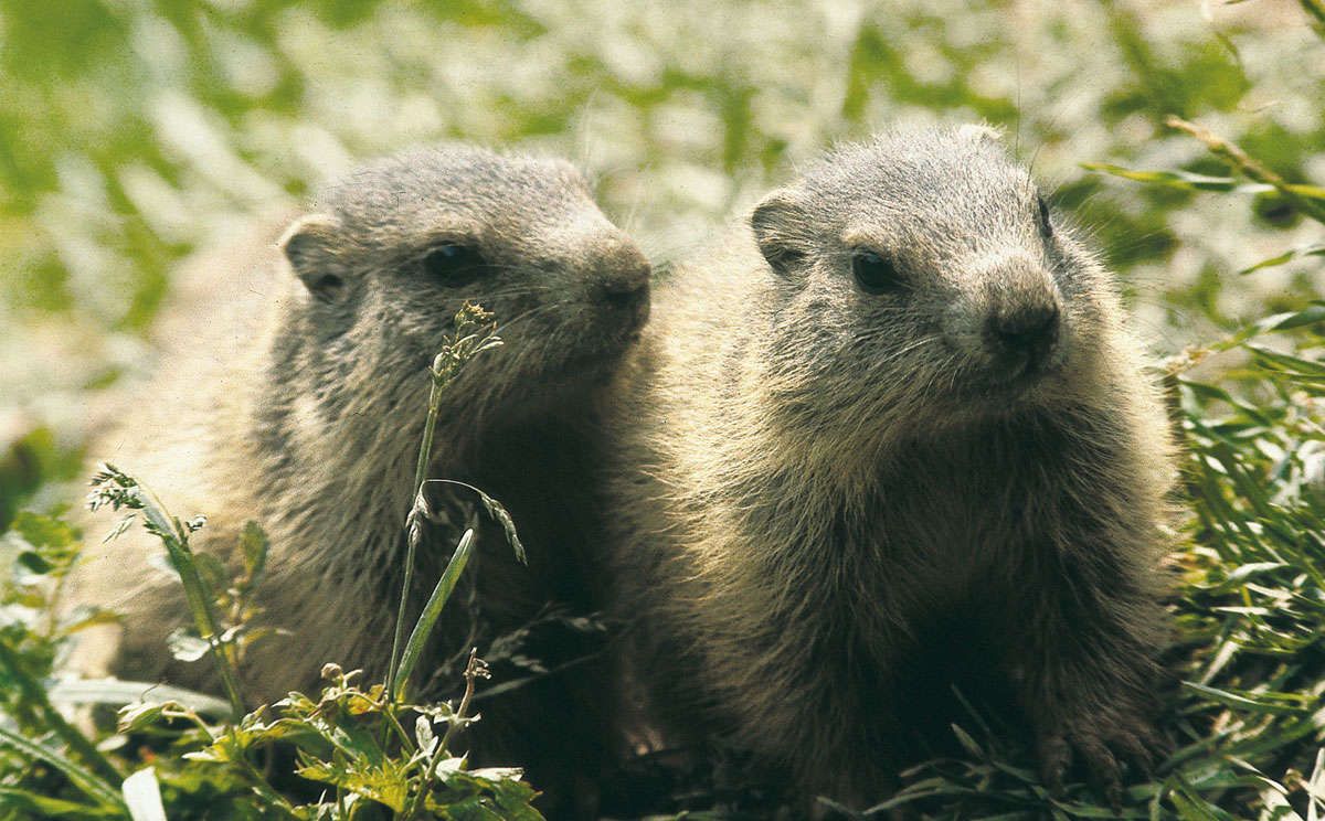 Murmeltiere im Nationalpark Berchtesgaden