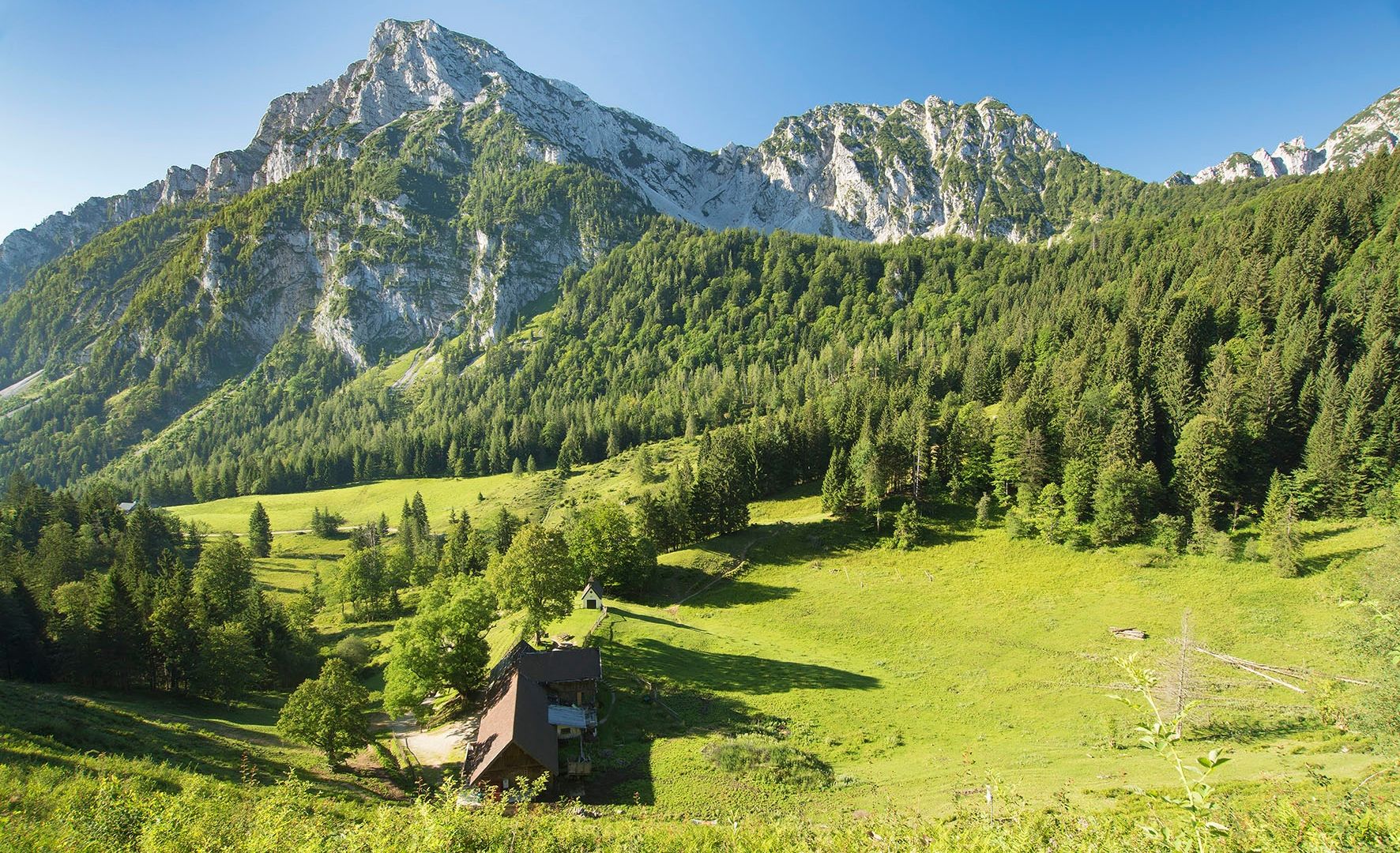 Steiner Alm mit Blick auf Staufenmassiv