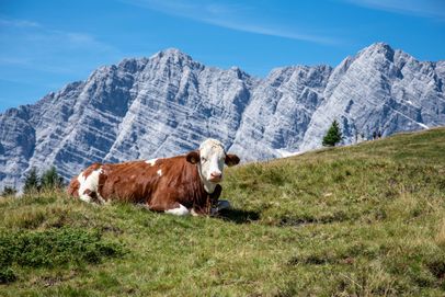 Kuh auf der Gotzenalm vor der Watzmann Ostwand