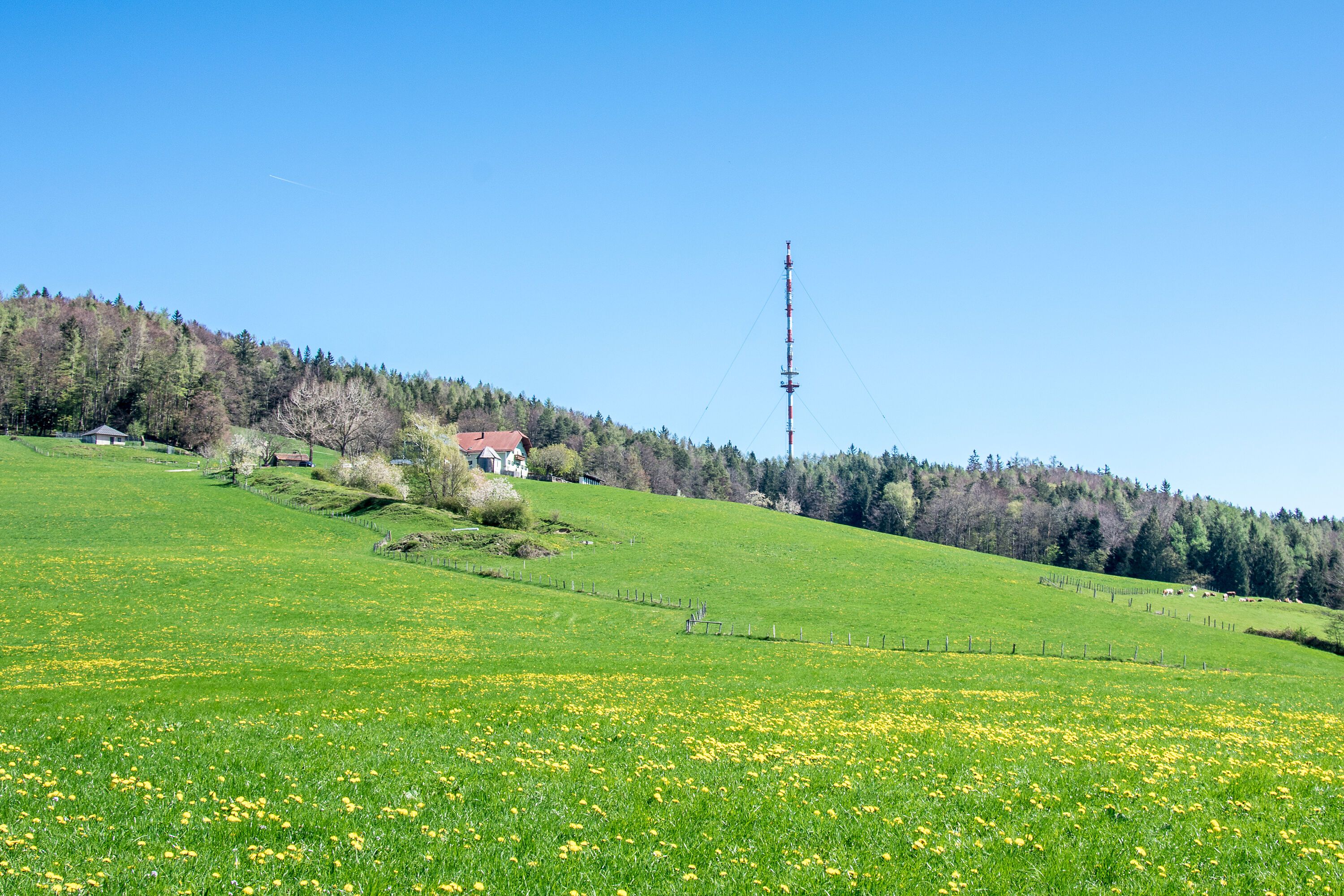 Frühling am Högl