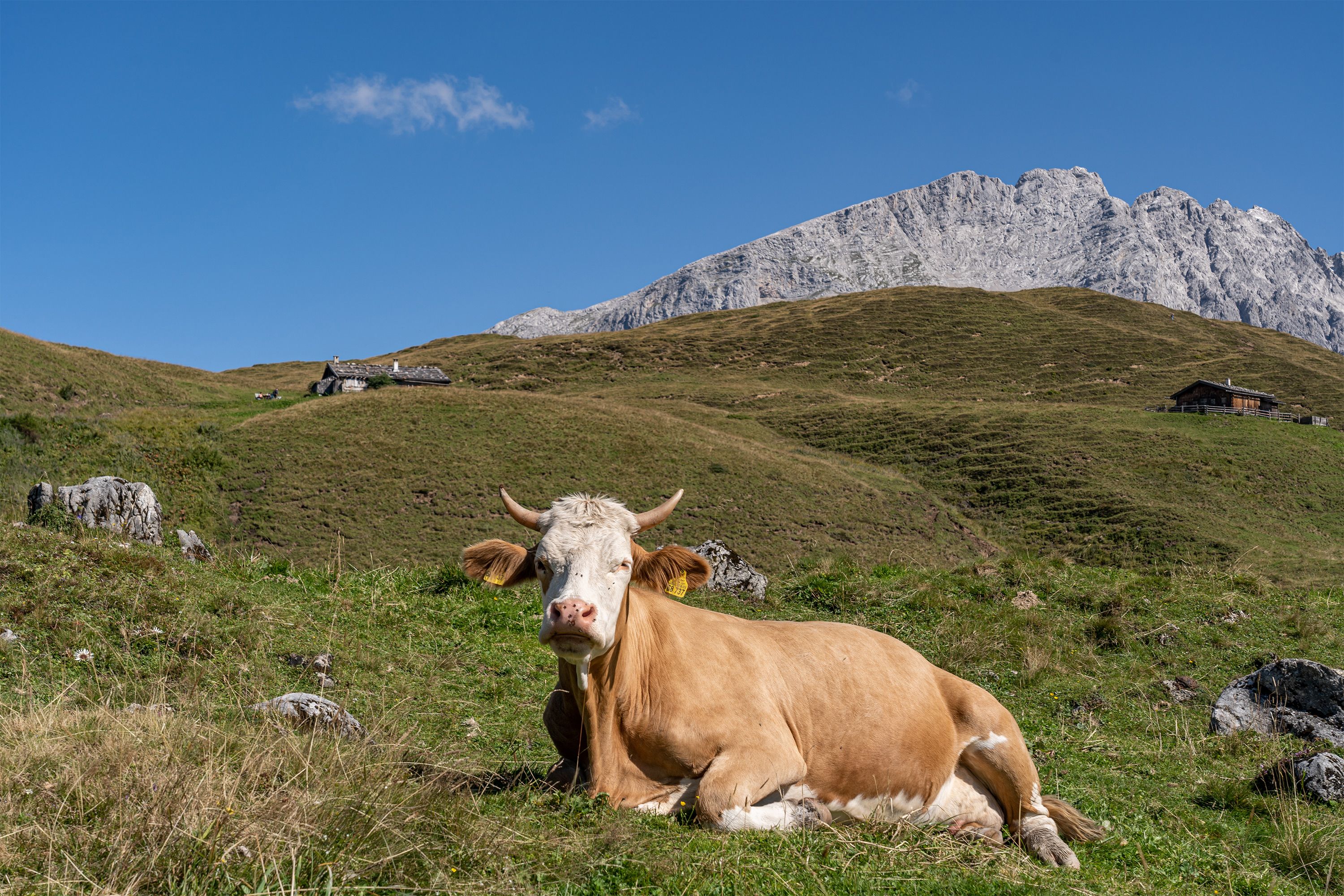 Eine Kuh auf der Kallbrunnalm