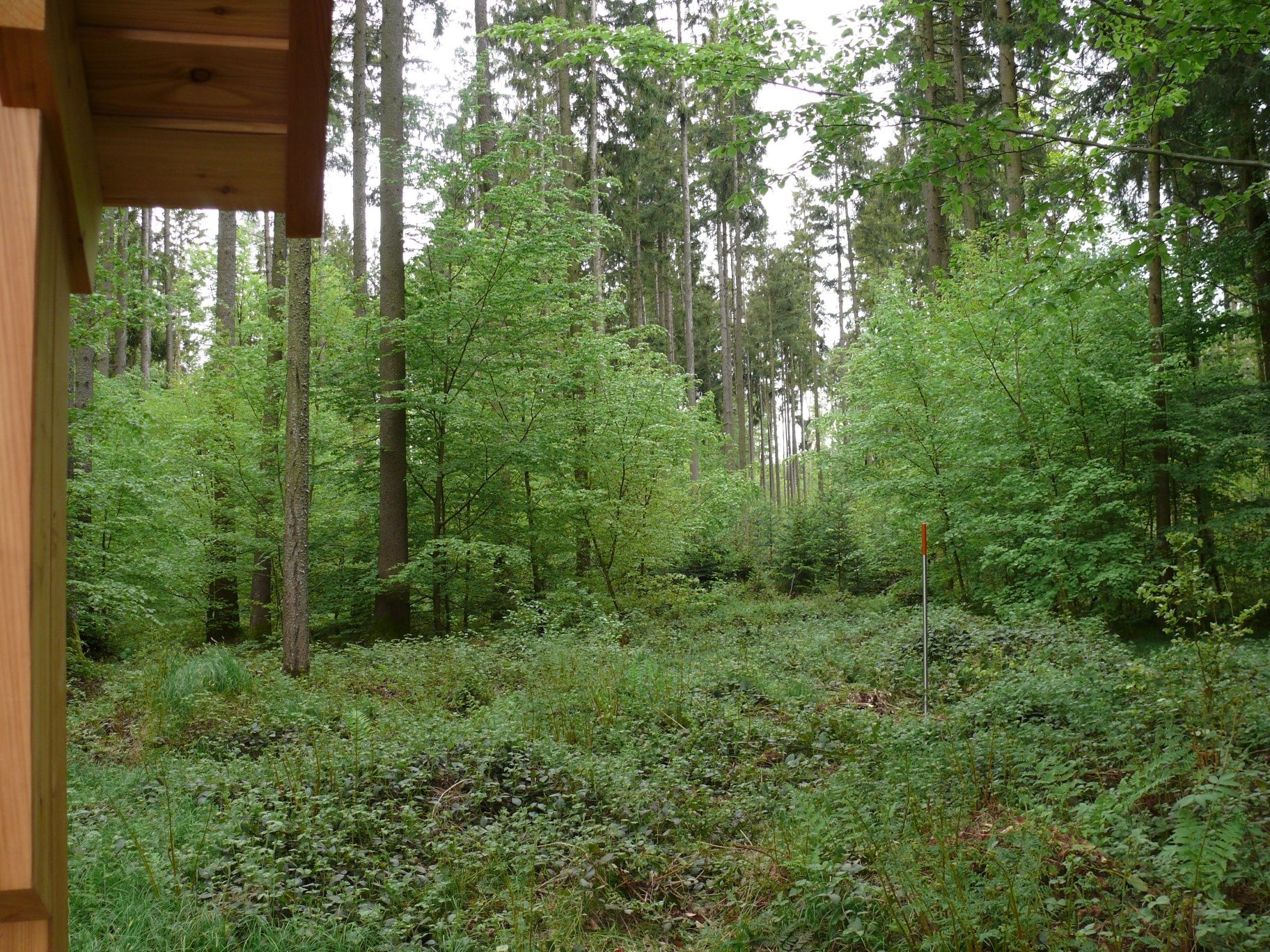 Der Wald im Wandel