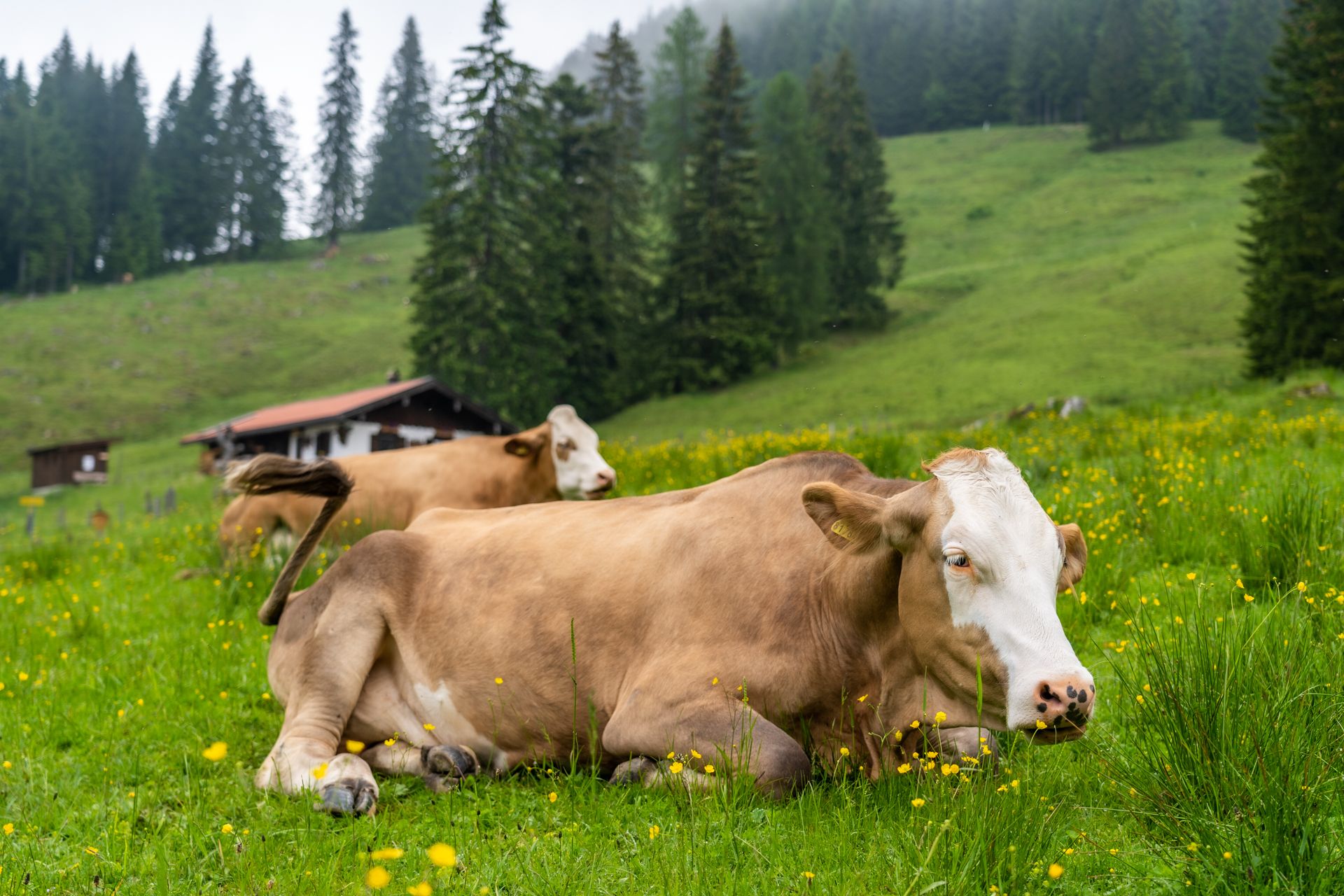 Kühe auf der unteren Ahornalm