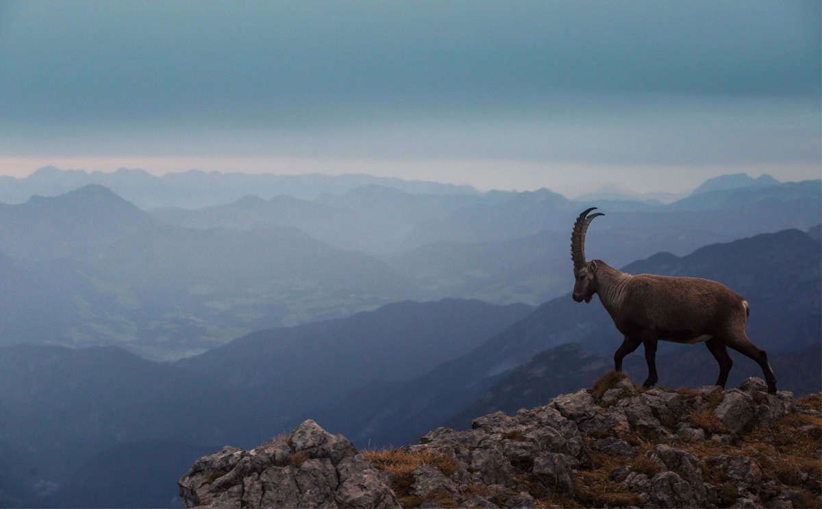 Steinbock im Hagengebirge
