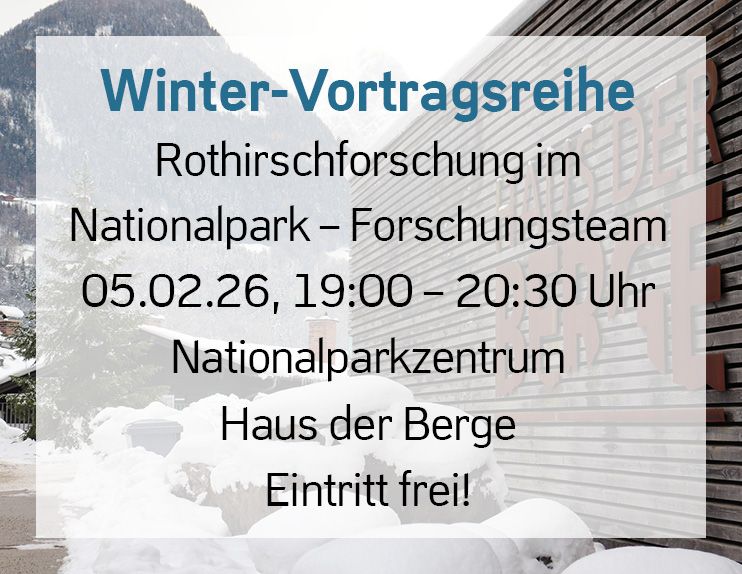 Bild zu Winter-Vortragsreihe: «Rothirschforschung»