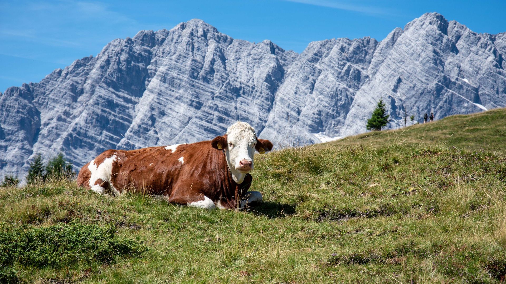 Kuh auf der Gotzenalm vor der Watzmann Ostwand