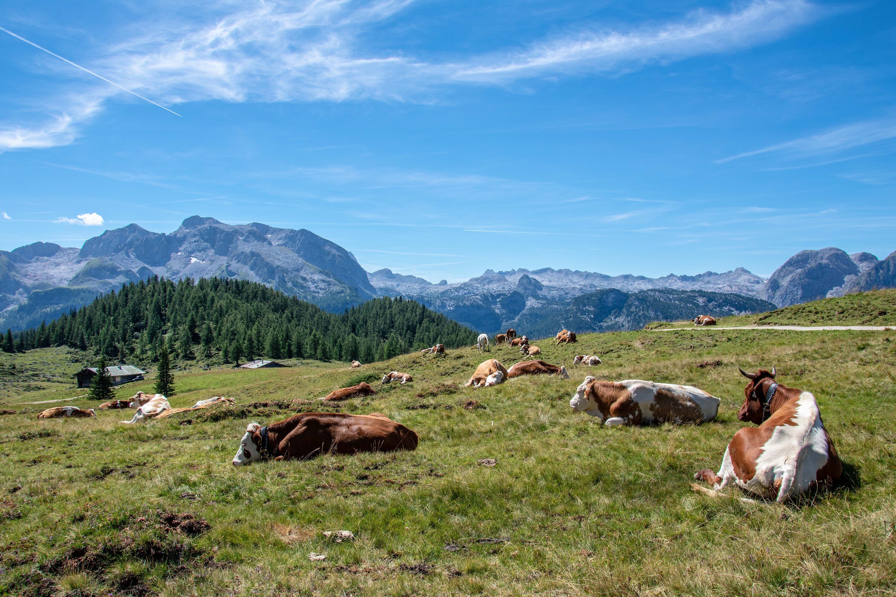Kühe auf der Gotzenalm