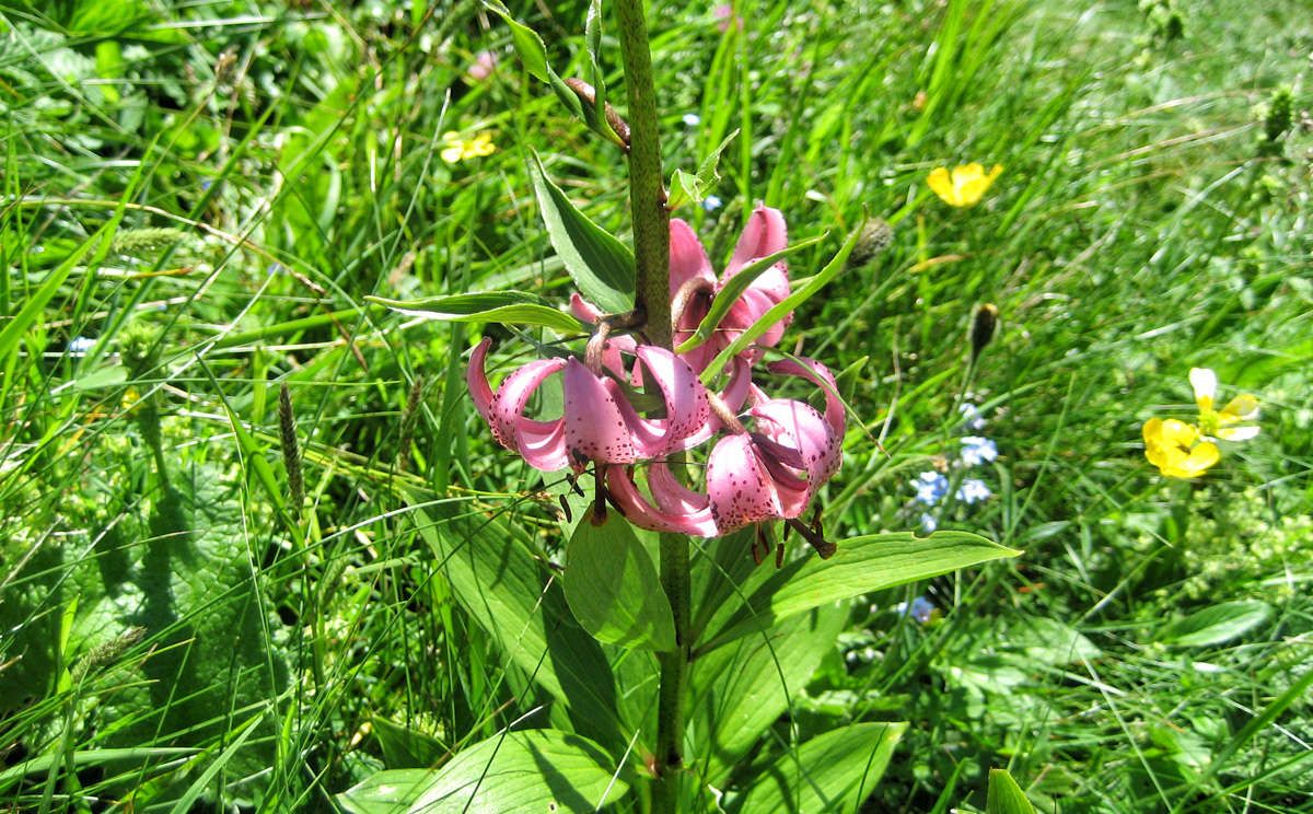Türkenbund-Lilie im Nationalpark Berchtesgaden