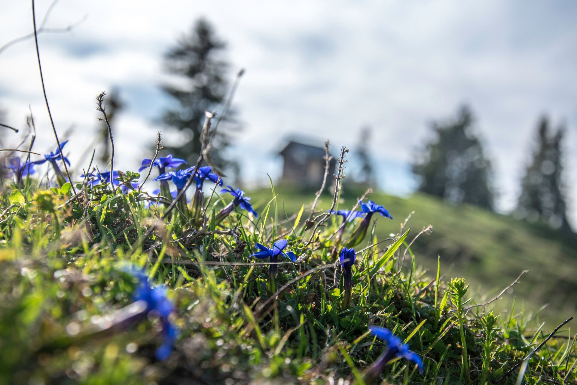 Frühlings-Enzian blüht auf dem Toten Mann