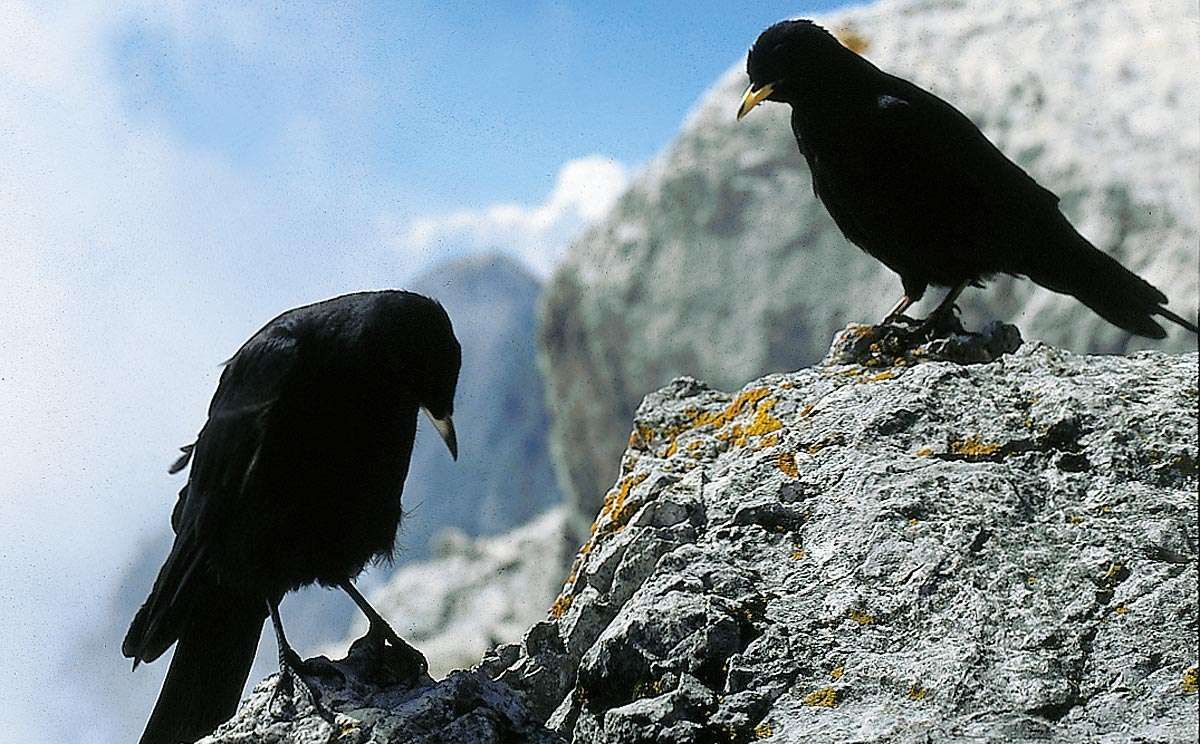 Alpendohle im Nationalpark Berchtesgaden