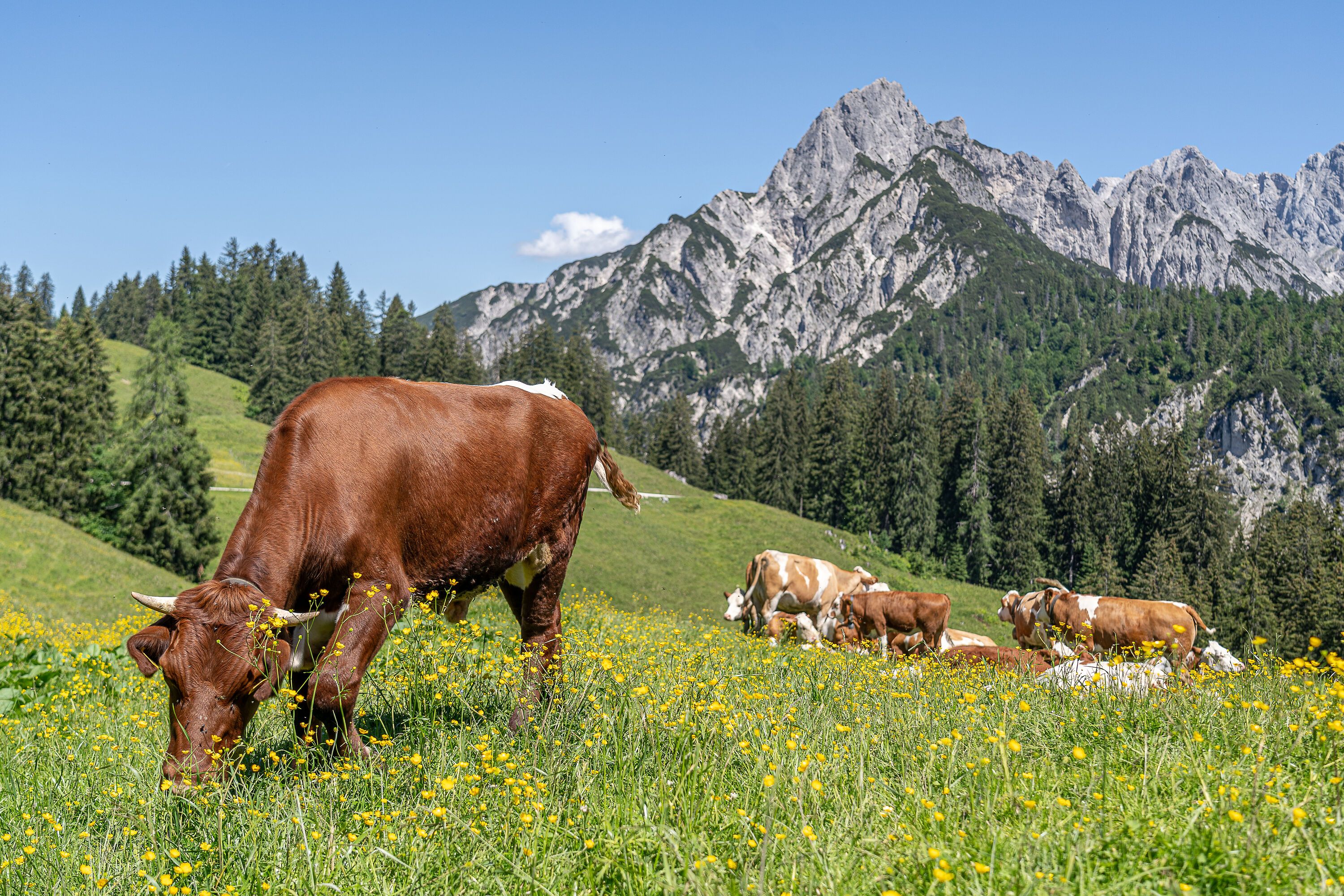 Kühe grasen auf den saftigen Wiesen der Litzlalm