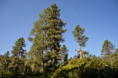 uralte Zirben auf der Reiter Alm