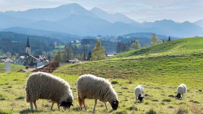 Schafe weiden in Neukirchen