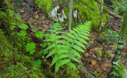 Der Gemeine Wurmfarn