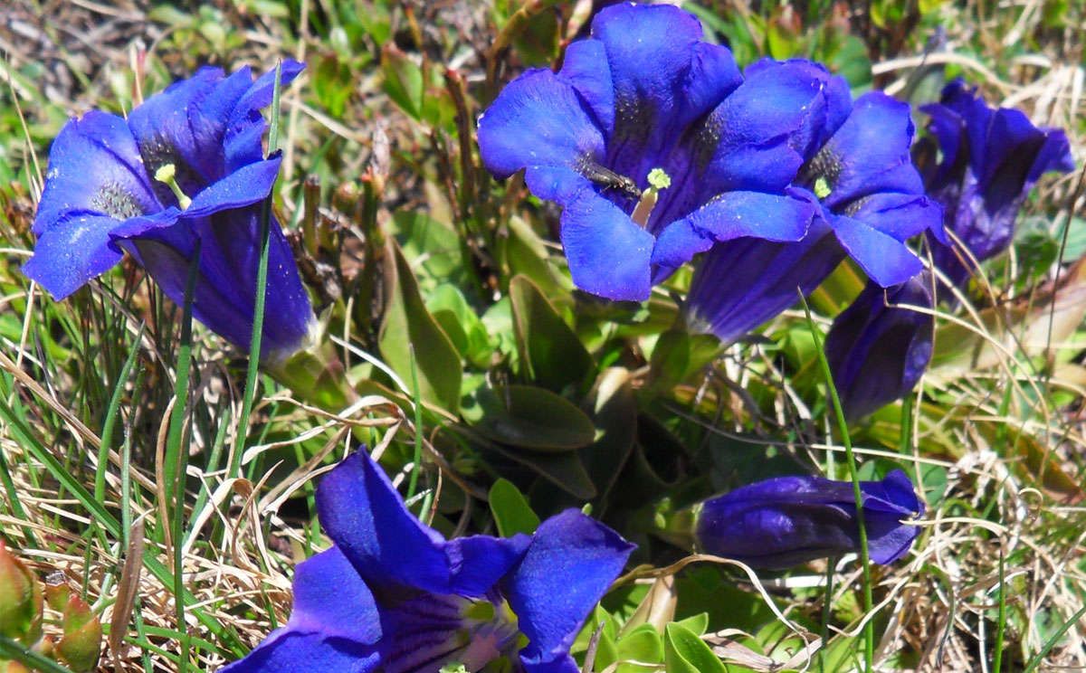 Enzian im Nationalpark