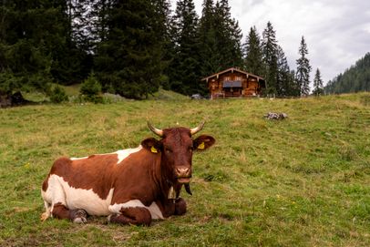 Pinzgauer Kalbin auf der Lattenbergalm