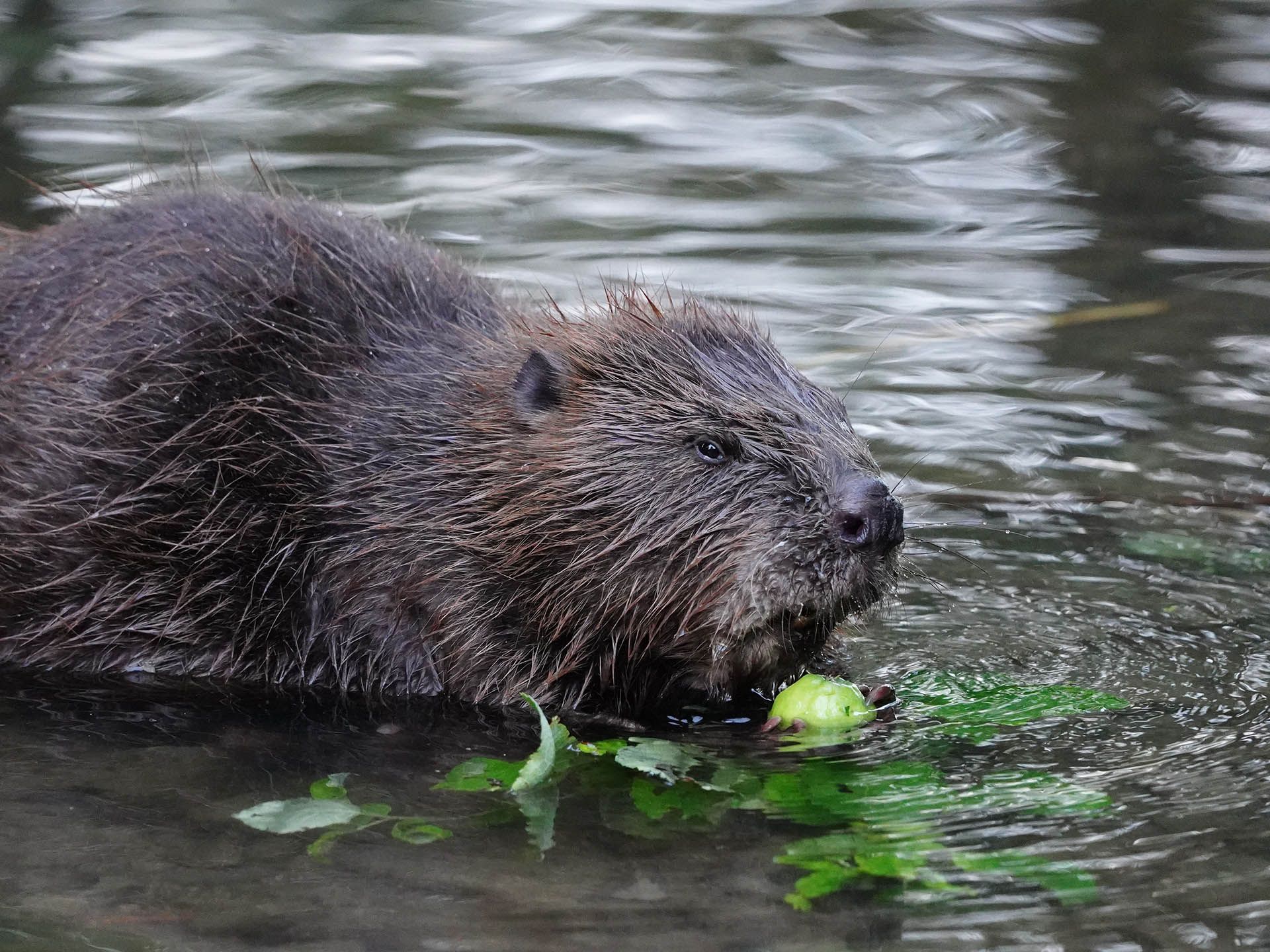 Bild zu Mit dem Biosphären-Ranger unterwegs: Dem Biber auf der Spur