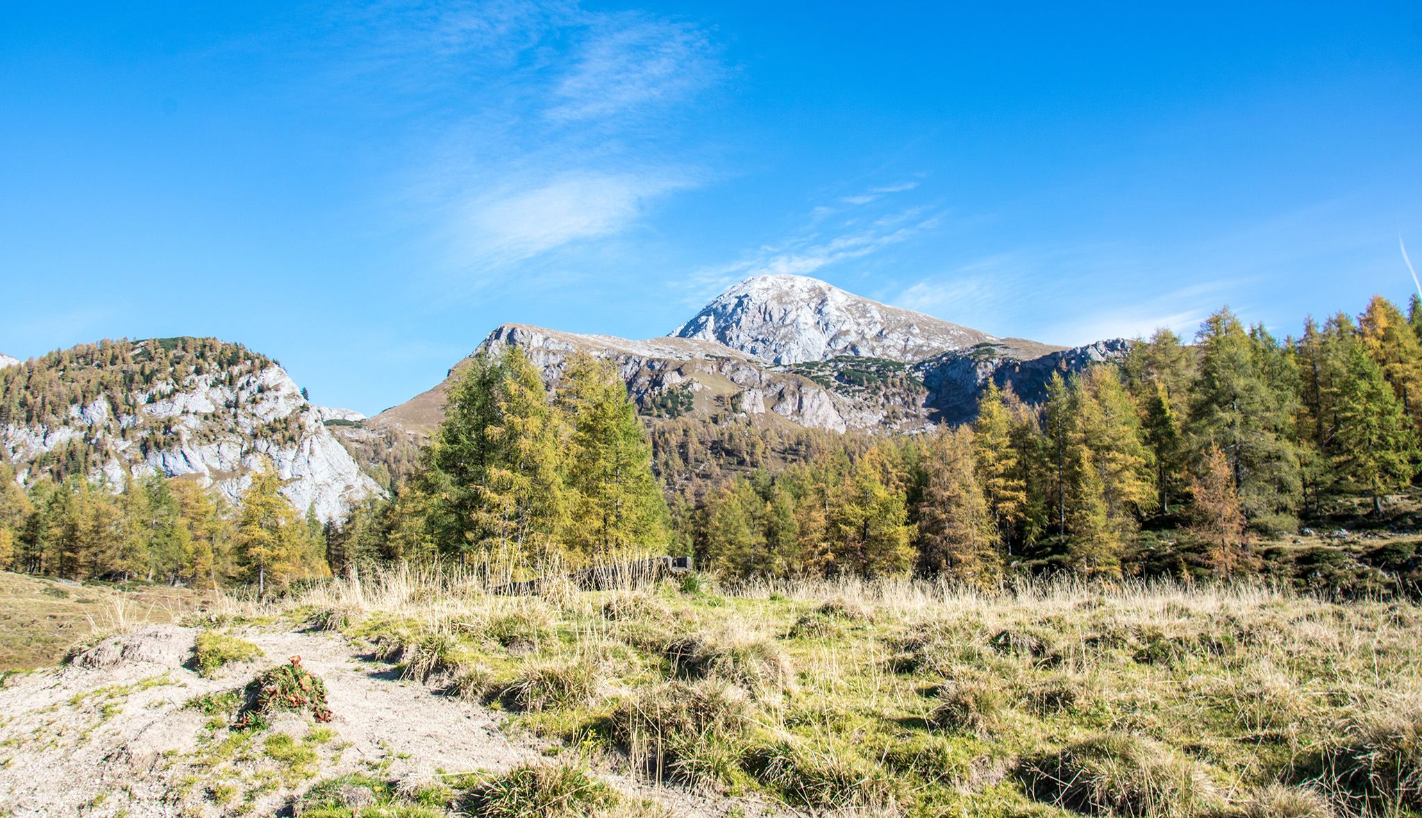 Lärchen im Nationalpark