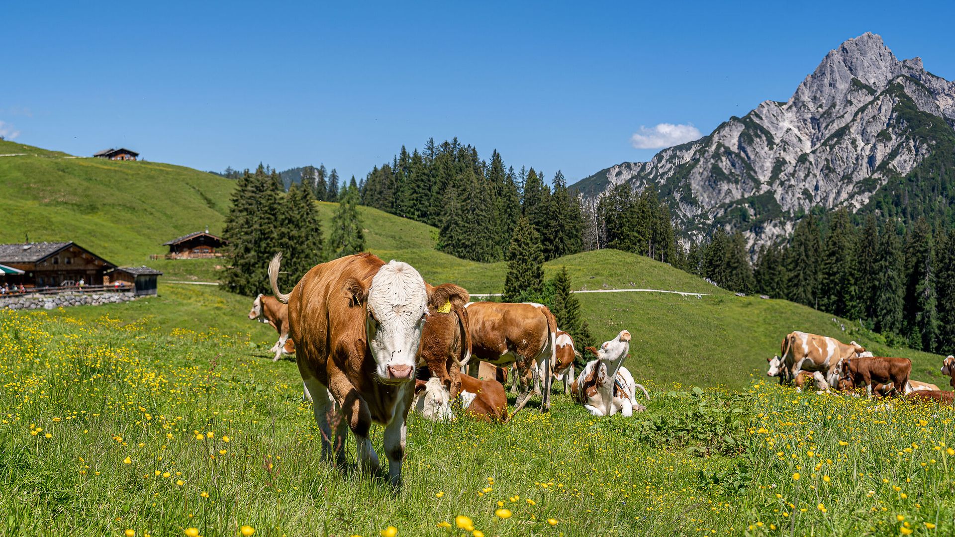 Almidylle auf der Litzlalm