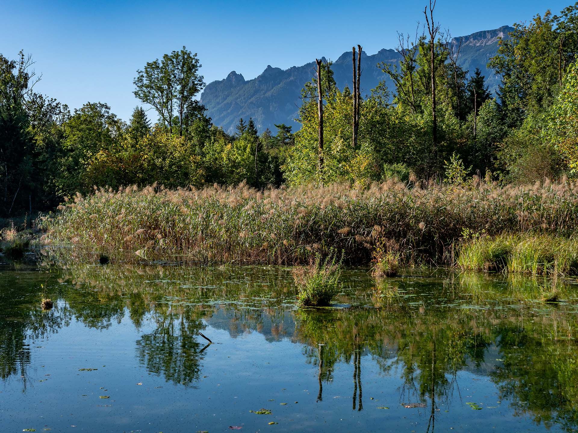 Bild zu Mit dem Biosphären-Ranger unterwegs: Auenlandschaft im Wandel