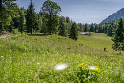 Die Reiter Alm bei Weißbach