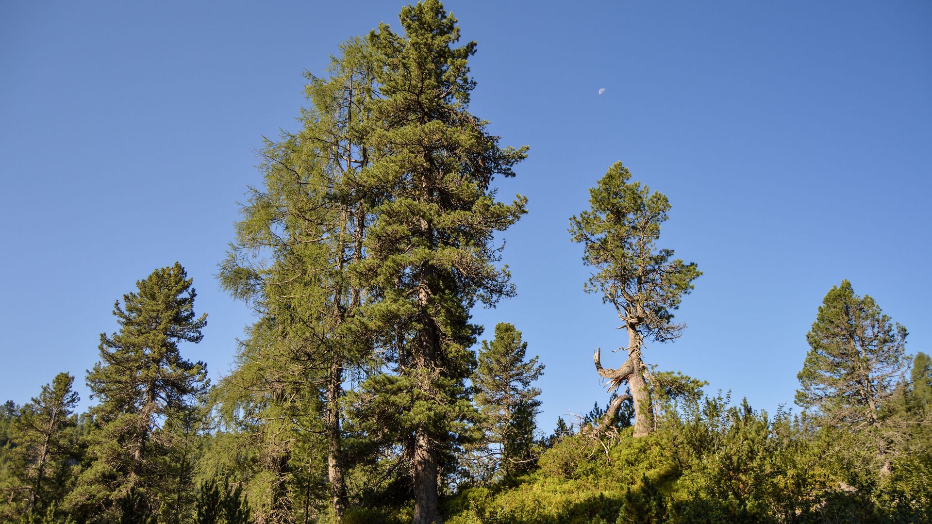 uralte Zirben auf der Reiter Alm