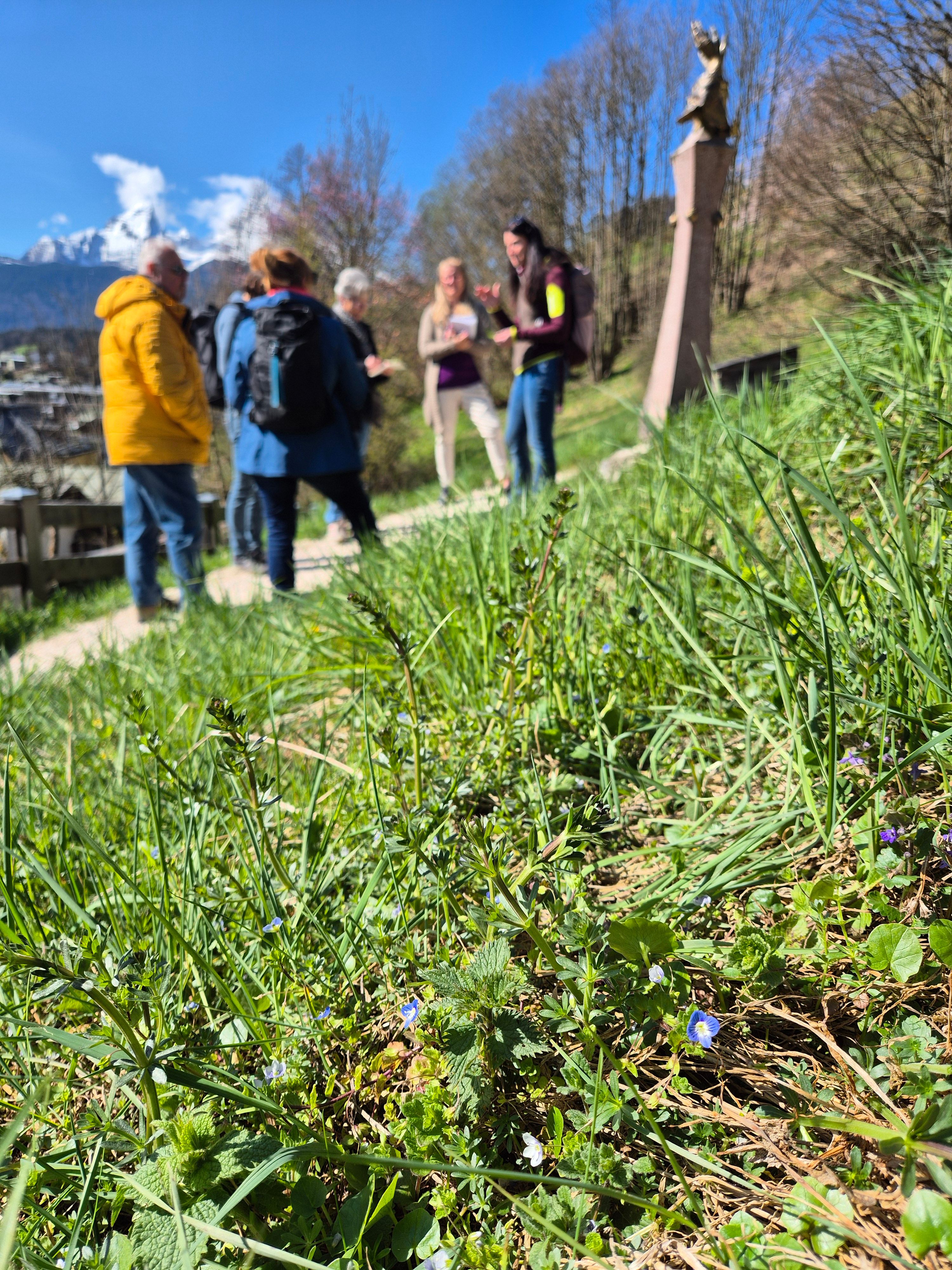 Grüne Wiesen mit frischen, jungen Kräutern und strahlendem Sonnenschein