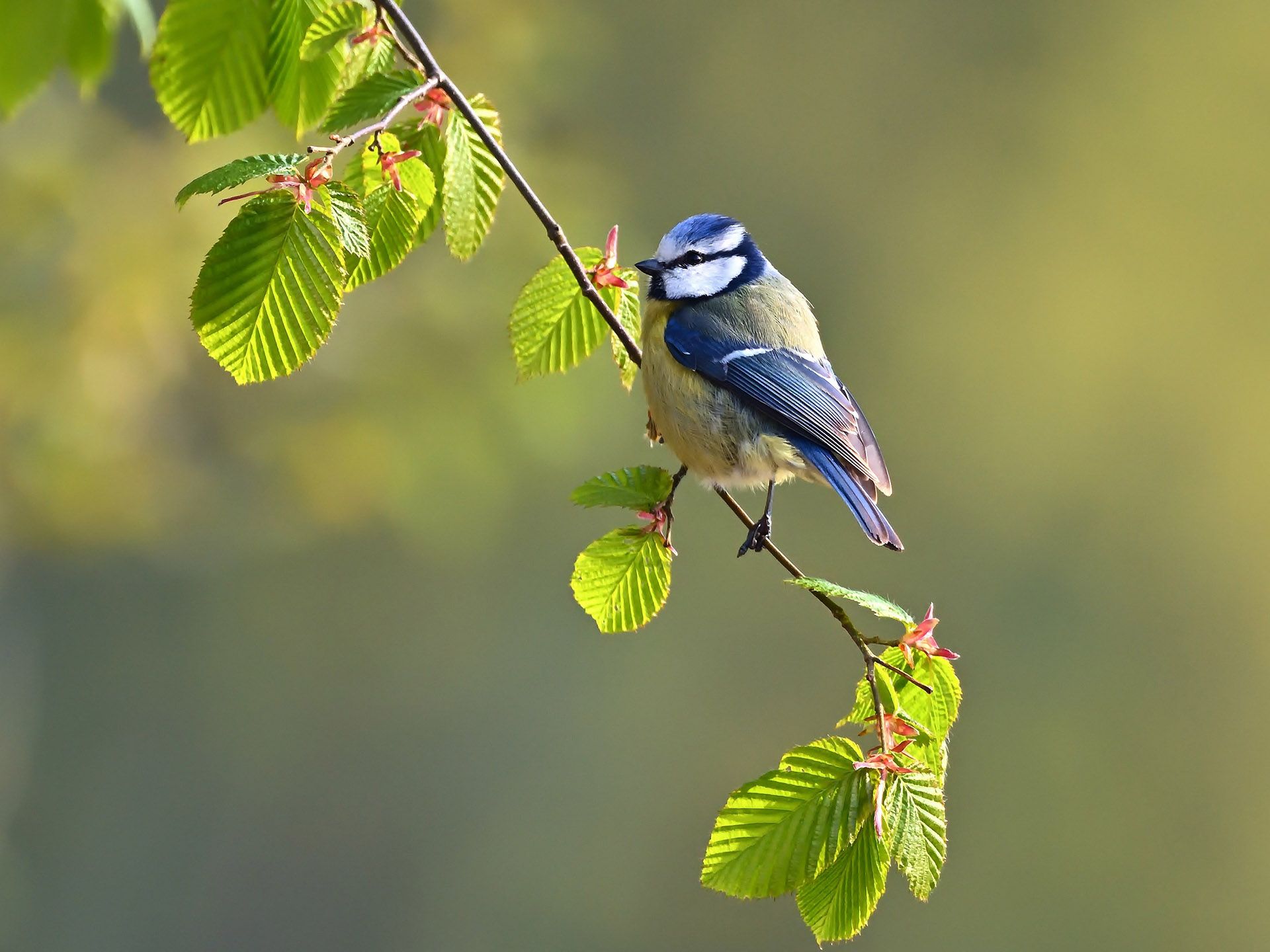 Bild zu Gefiedertes Orchester: Dem Gesang heimischer Vögel lauschen
