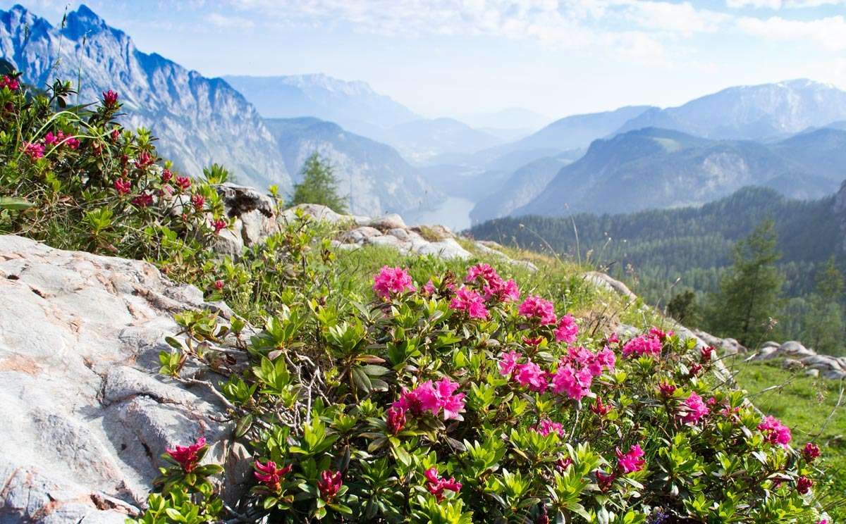 Almrausch am Feldkogel