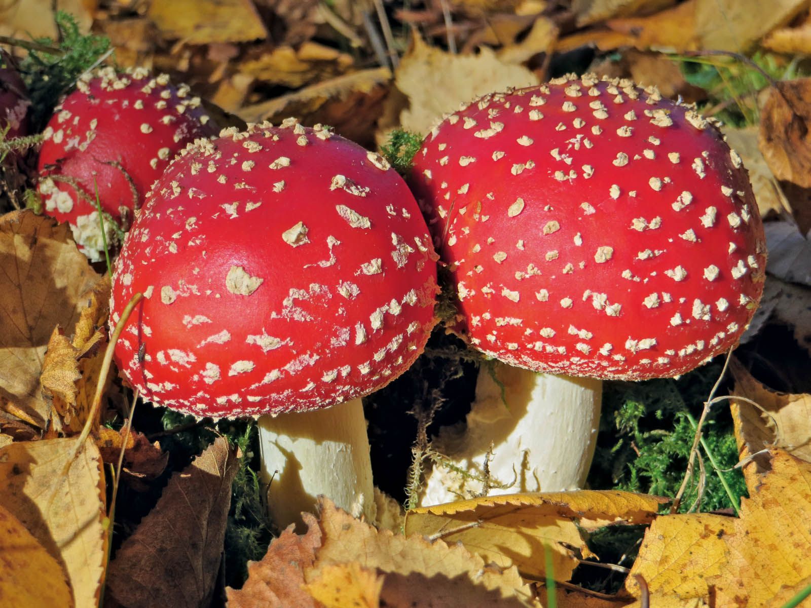 Bild zu Ins Reich der Pilze