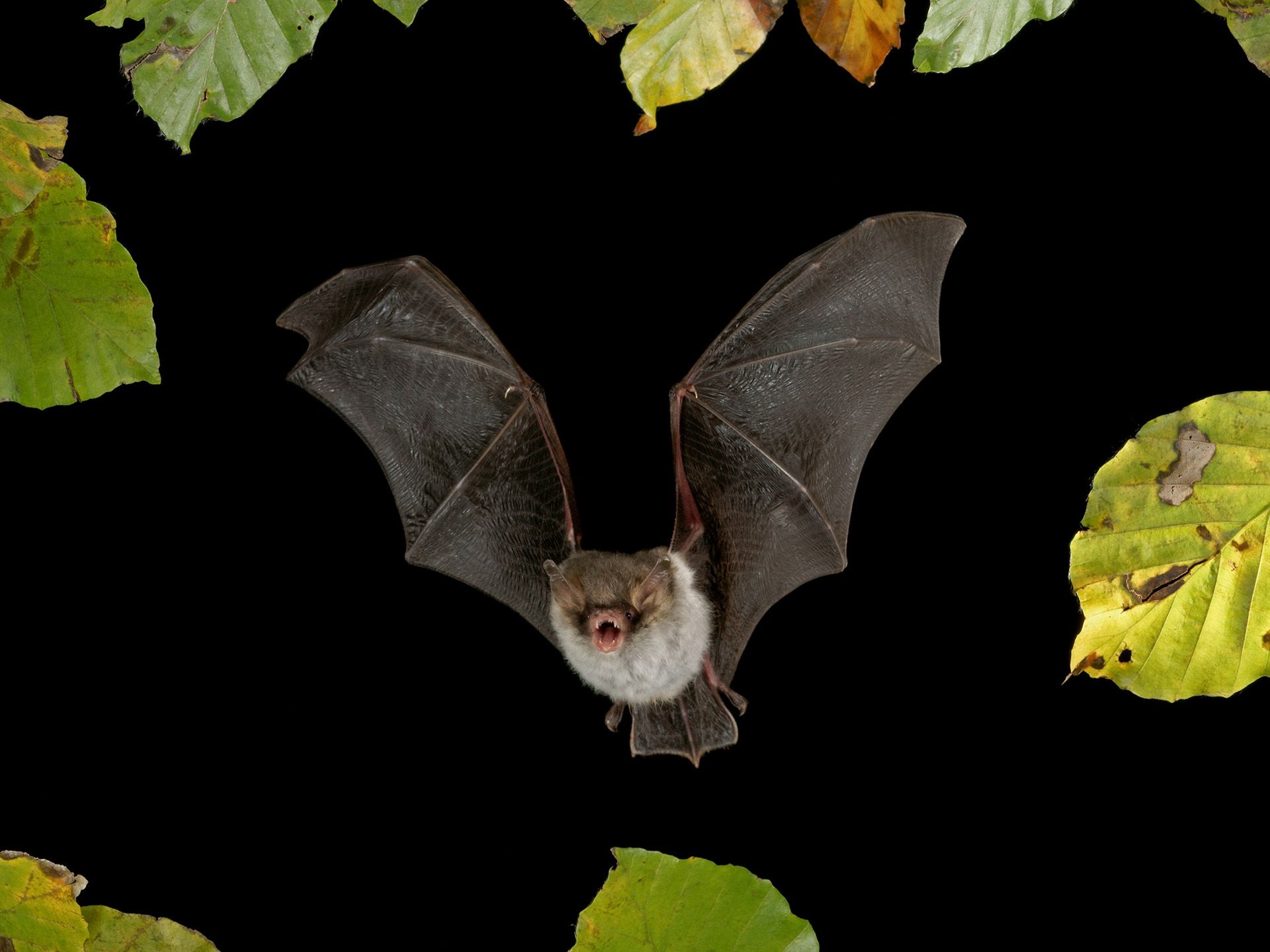 Bild zu Nächtliche Jäger - eine Fledermaus-Exkursion am Höglwörther See