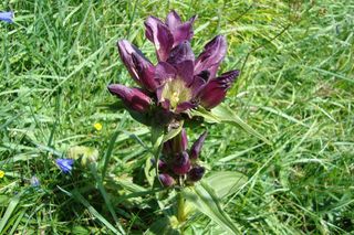 Der Ungarische Enzian