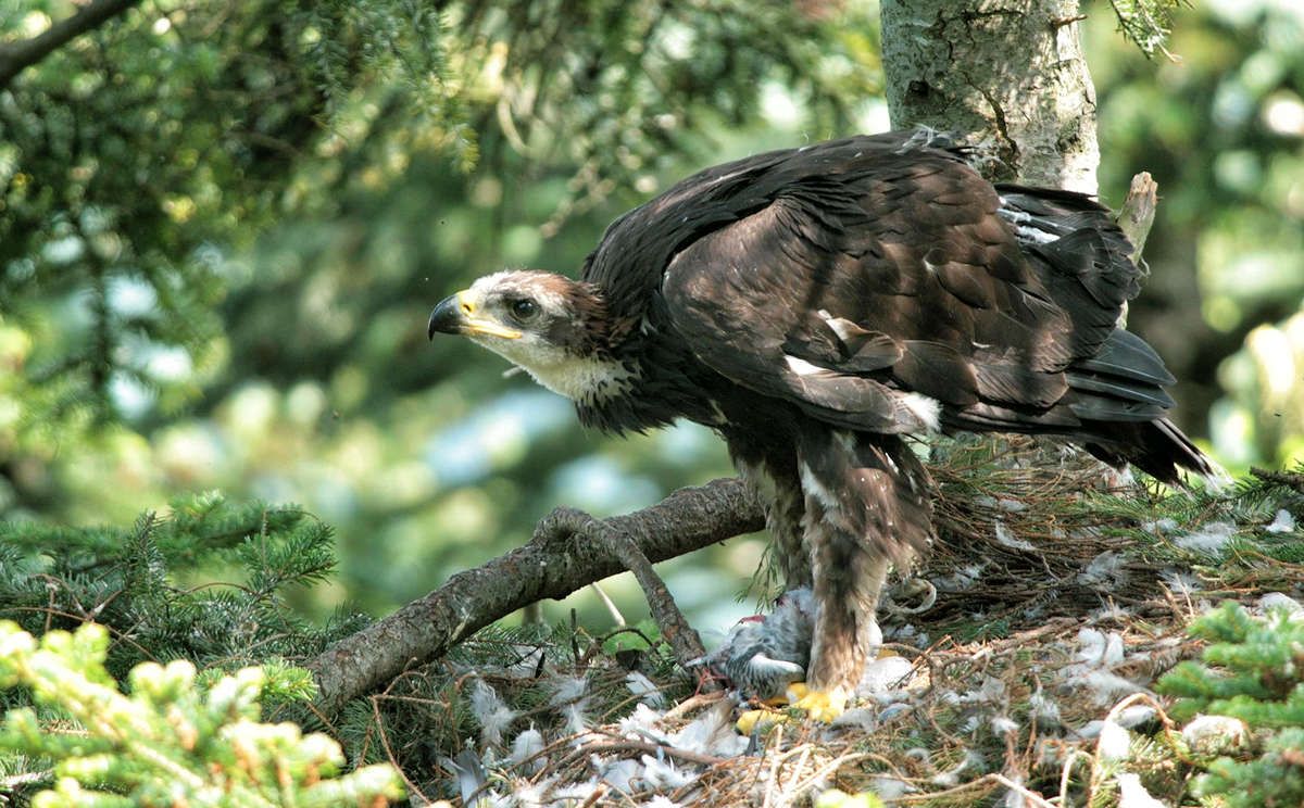 Junger Steinadler im Nationalpark Berchtesgaden