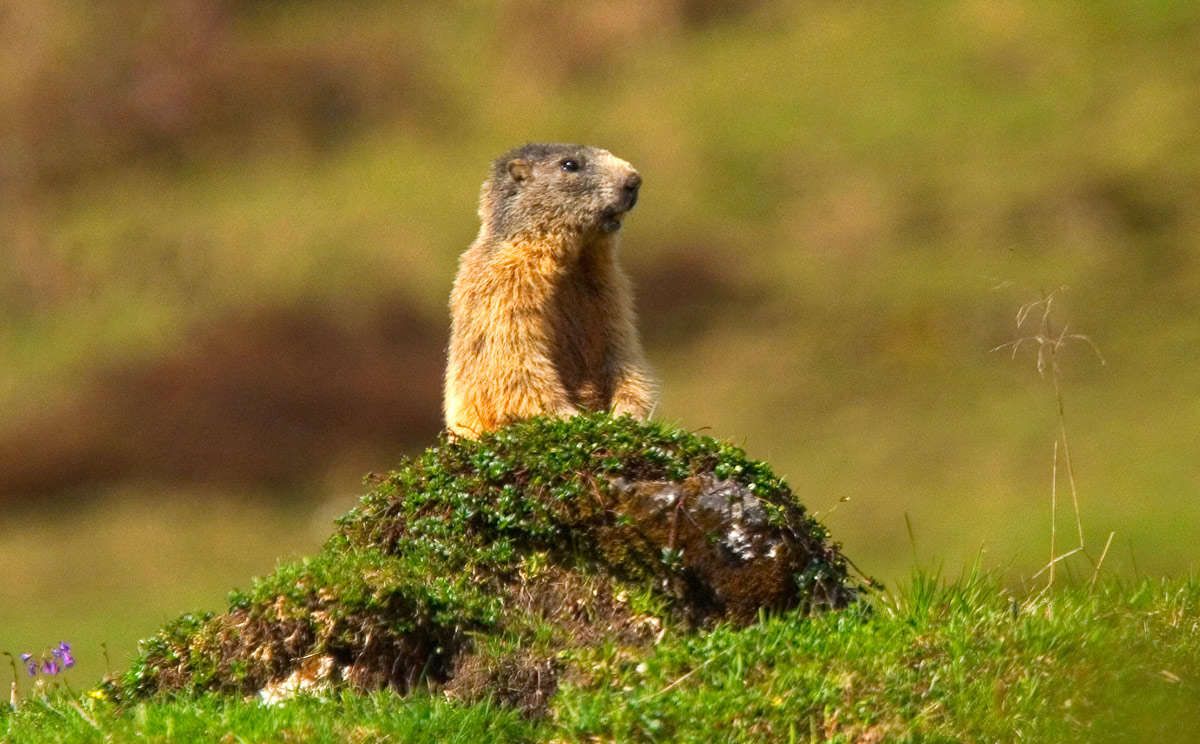 Murmeltiere im Nationalpark Berchtesgaden