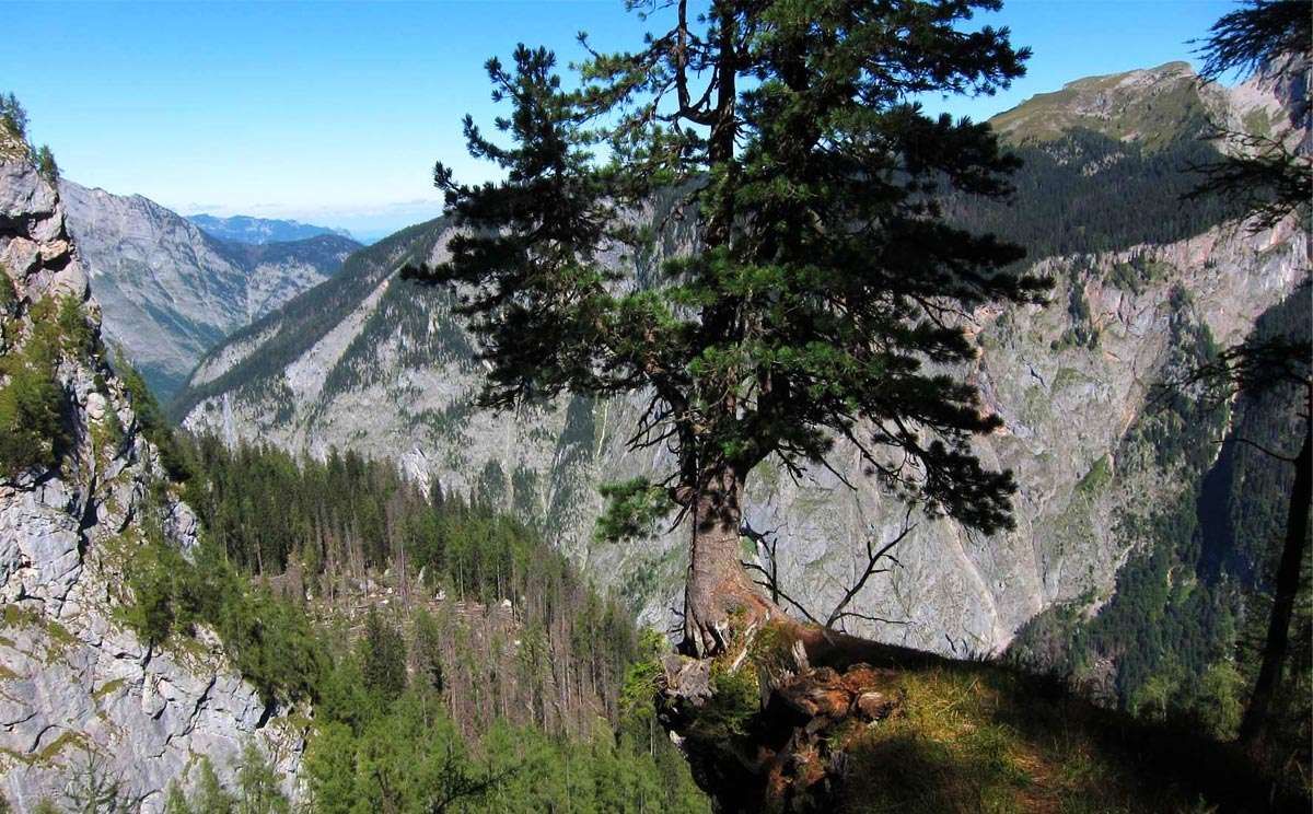 Zirbe im Nationalpark Berchtesgaden