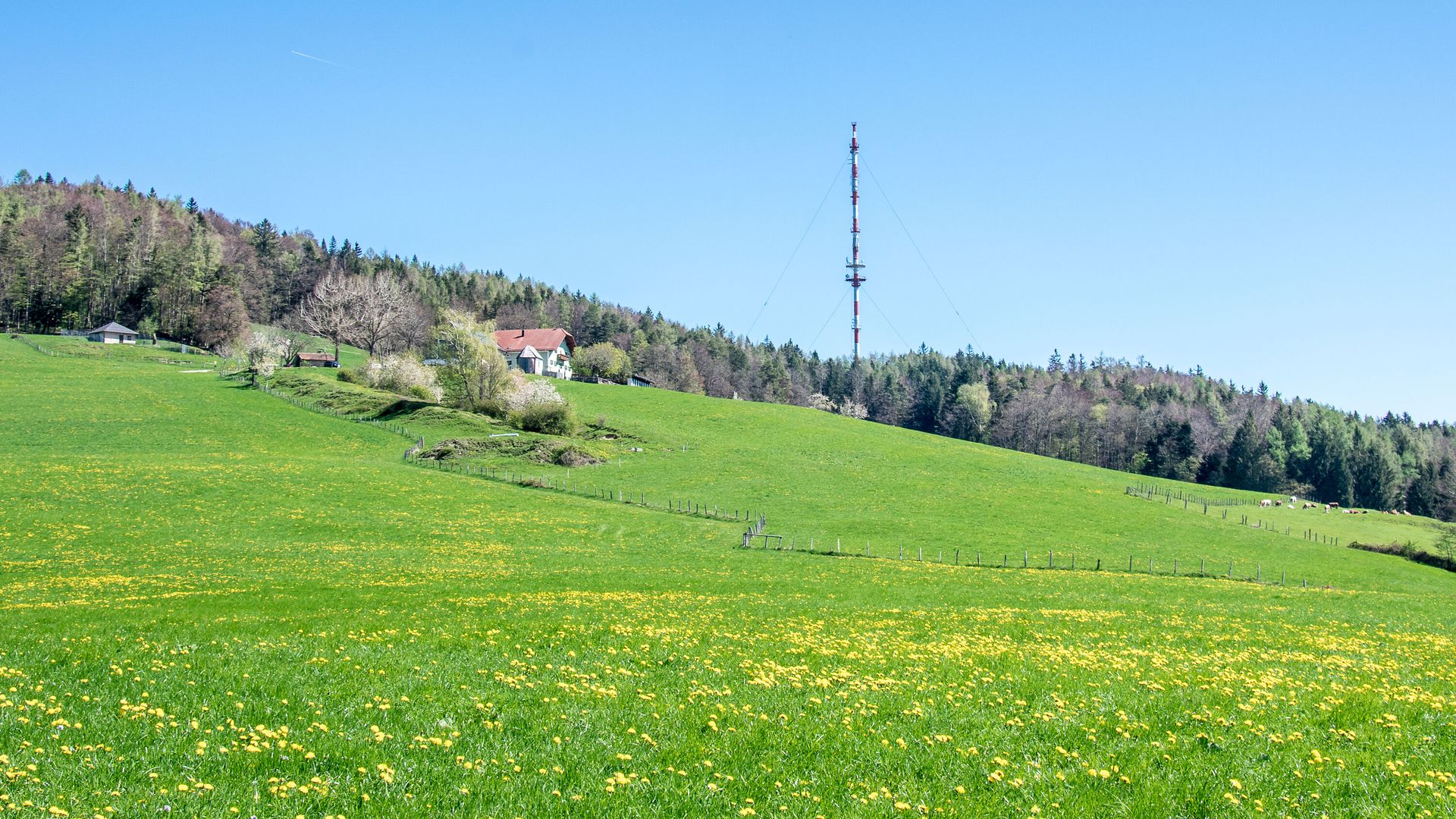 Frühling am Högl