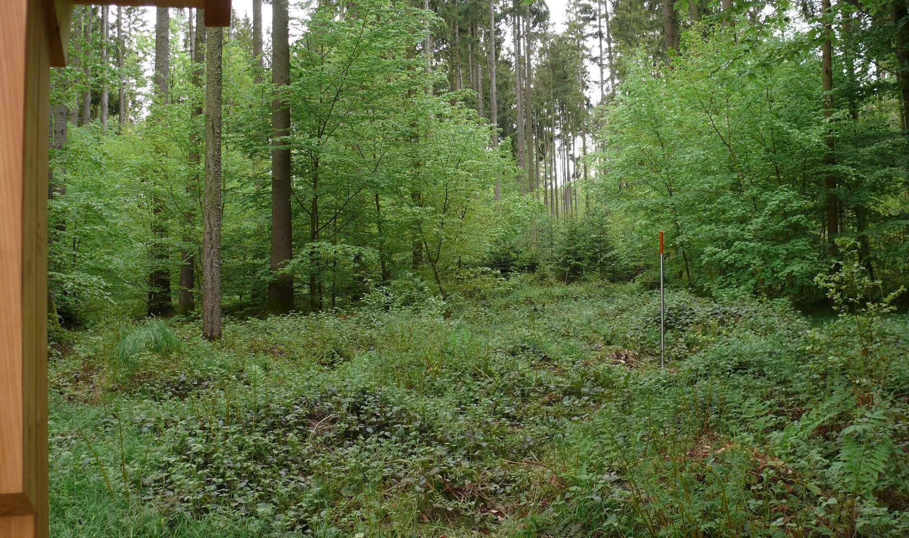 Der Wald im Wandel