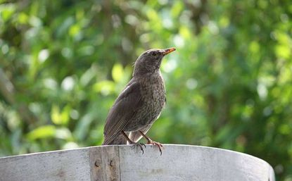 Die Amsel