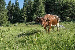 Eine Pinzgauer auf der Mittereisalm